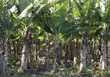 Deakin University prepares waterproof paper coated with biodegradable ethyl cellulose from waste such as banana trees and water hyacinth!